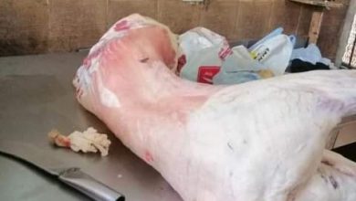 Photo of بيطري قنا يواصل حملاته لضبط حالات ذبح اللحوم خارج المجازر الحكومية ومكافحة الغش التجاري