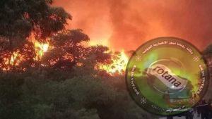 التفاصيل الكاملة لحرائق غابات الجزائر