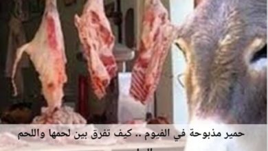 Photo of حمير مذبوحة بالفيوم كيف تفرق بينها وبين لحوم الماشية