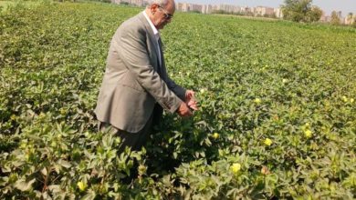 Photo of وكيل وزارة الزراعة بالفيوم المهندس مصطفى راشد يتابع الرش الوقائي فى للقطن بالفيوم